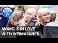 Momo is in love with Weimaraner [Dogs are incredible/ENG/2020.06.24]