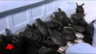 AP: Turtles Snarl Traffic at New York_s JFK Airport