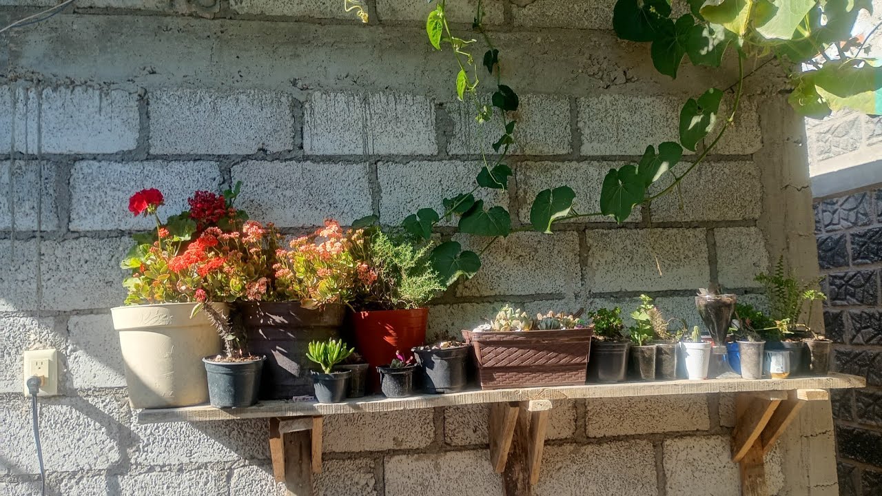 Día 2 mejorando una parte del jardín 