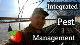 Managing Pest ( IPM) on Strawberries in High tunnel