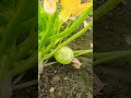 #tomato #farming #vlog #agriculture #automobile #farmerlife #trendingshorts #fasal #tmatar #trending