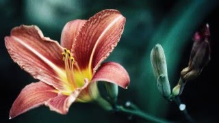 In Harmony's Lawn, Tree and Shrub Care Services