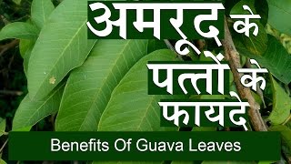 अमरुद के पत्तों के फायदे | Benefits of Guava Leaves for Weight Loss & Liver in Hindi