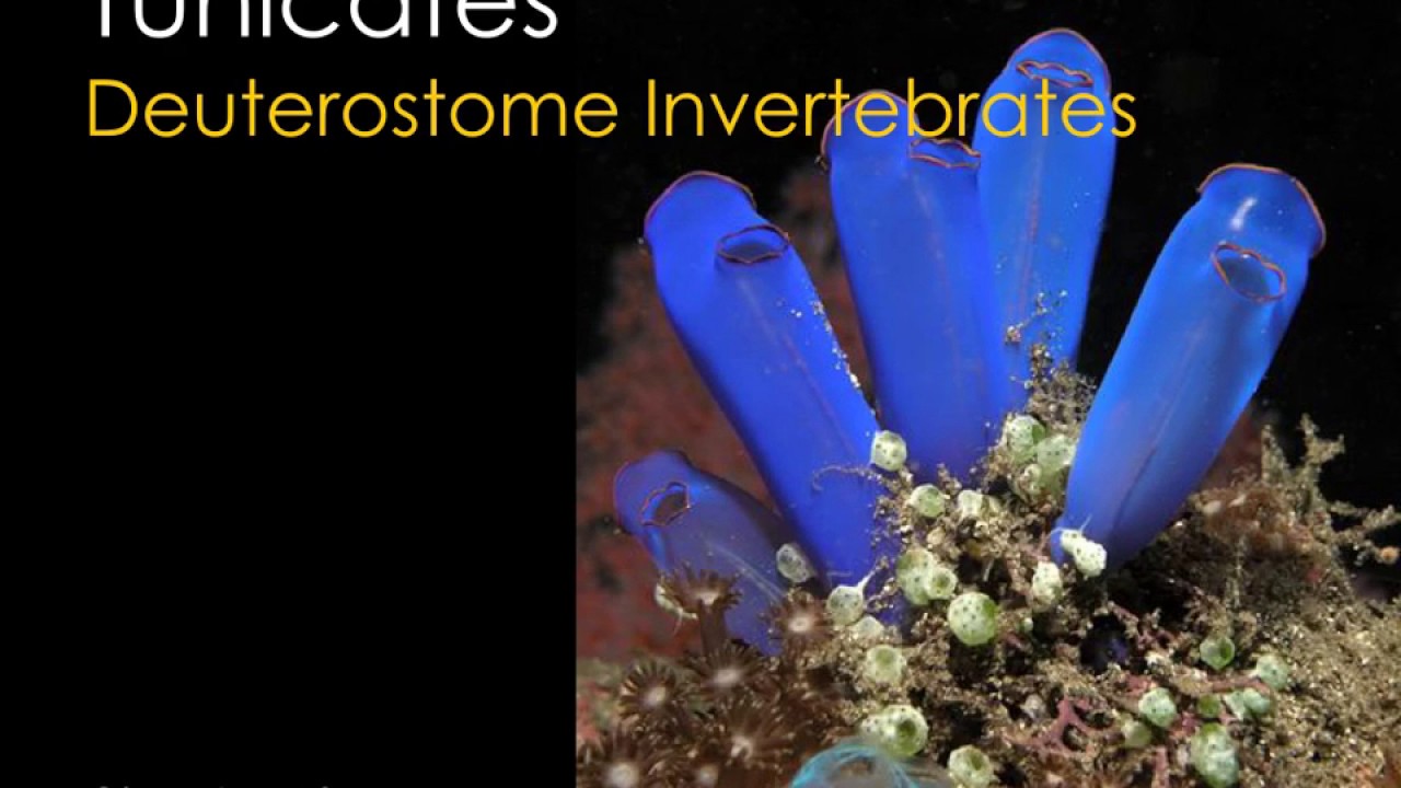 Tunicate Development - Fall 2018