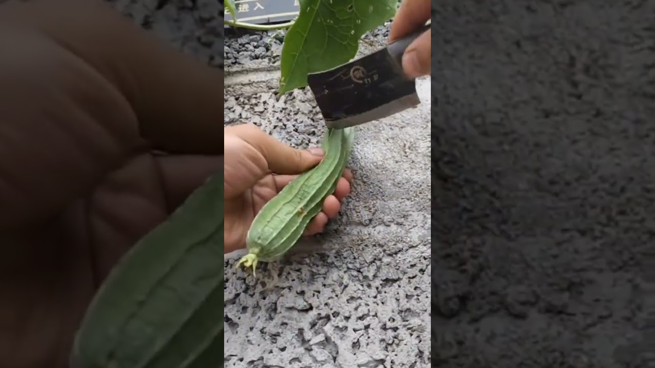 checking the internal texture of the gambas vegetables that will be harvested
