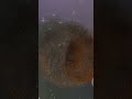 Why does Venus rotate backwards?