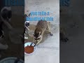 Gary the Raccoon