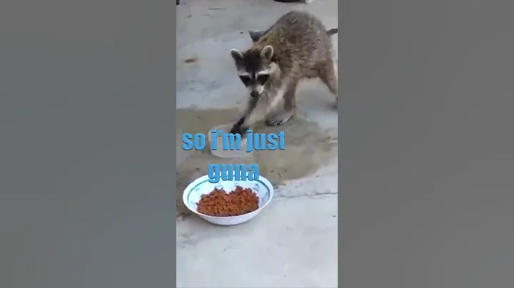 Gary the Raccoon