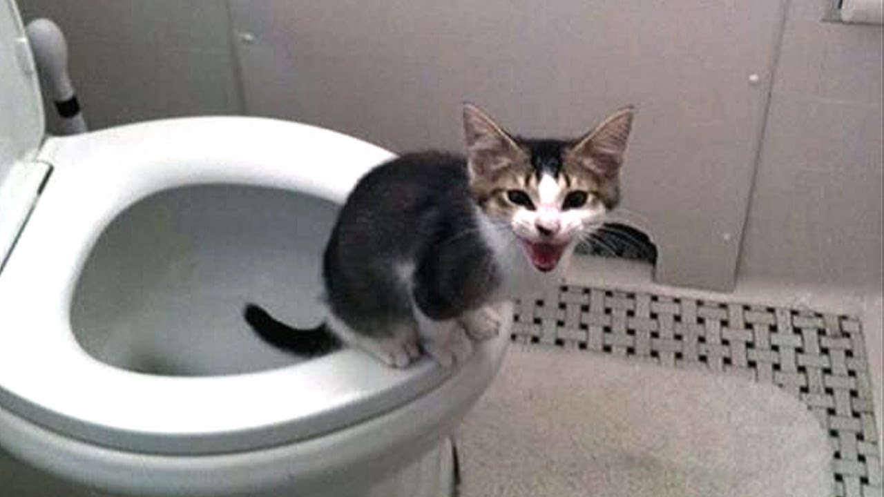 Cats Using Toilet - Cute & Funny Cat Videos Compilation - YouTube
