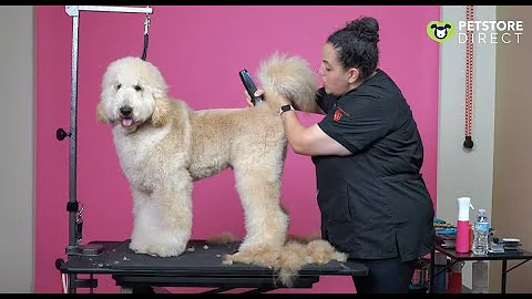 Doodle Grooming - Tail Set & Rear Angulation w/ El...
