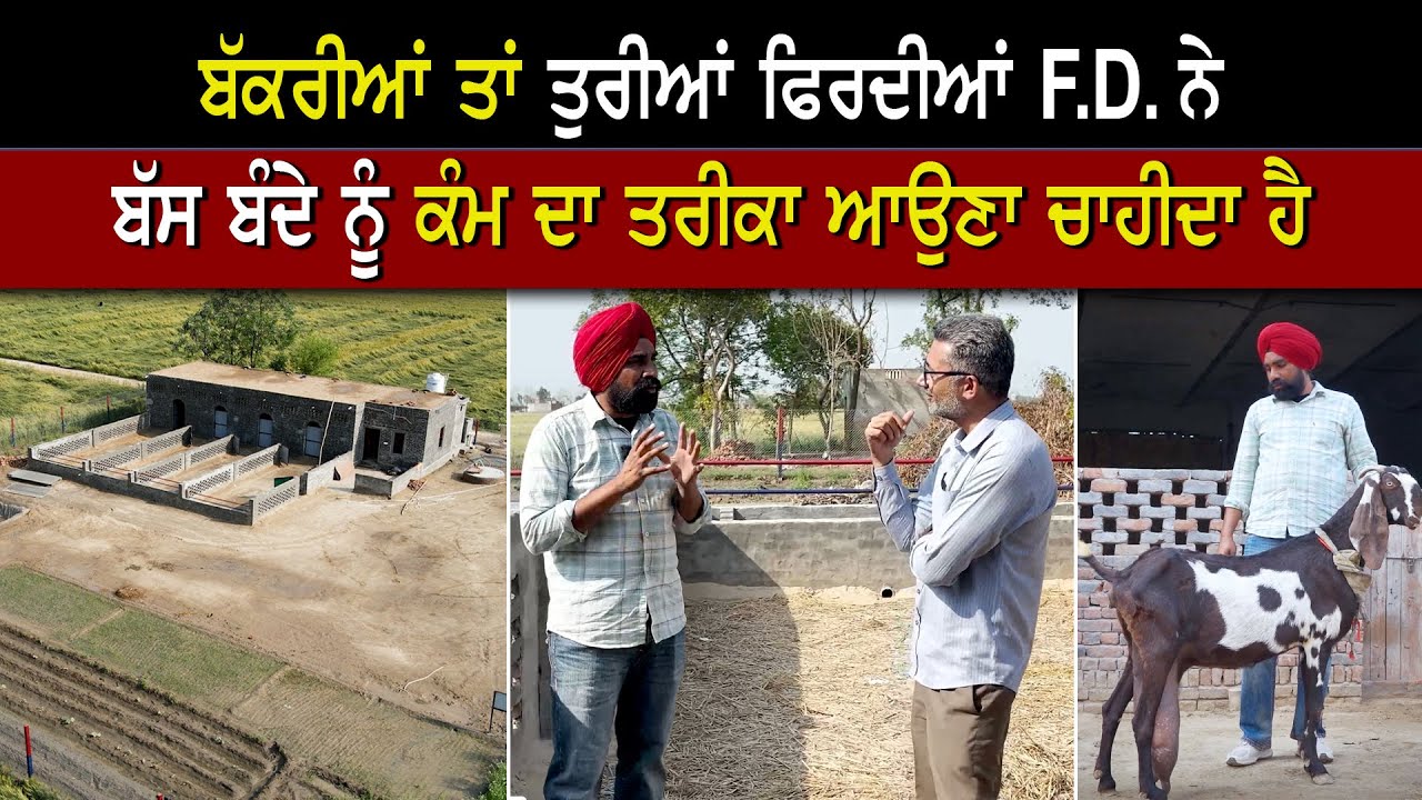 ਬੱਕਰੀ ਪਾਲਣ 'ਚ ਪੈਸਾ ਕਮਾਉਣਾ ਹੈ ਤਾਂ ਇੰਝ ਕਰੋ ਫਾਰਮ ਤਿਆਰ