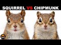 What Is The Difference Between Chipmunks And Squirrels