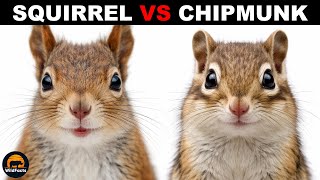 What Is The Difference Between Chipmunks and Squirrels?
