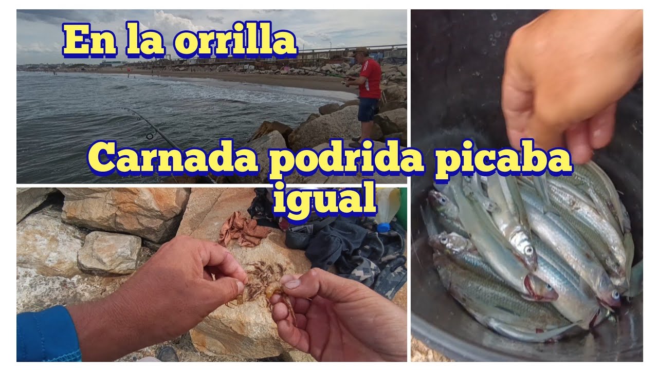 CON CARNADA PODRIDA ME PICABA IGUAL! PESCA EN LA ORRILA DE LA PLAYA!