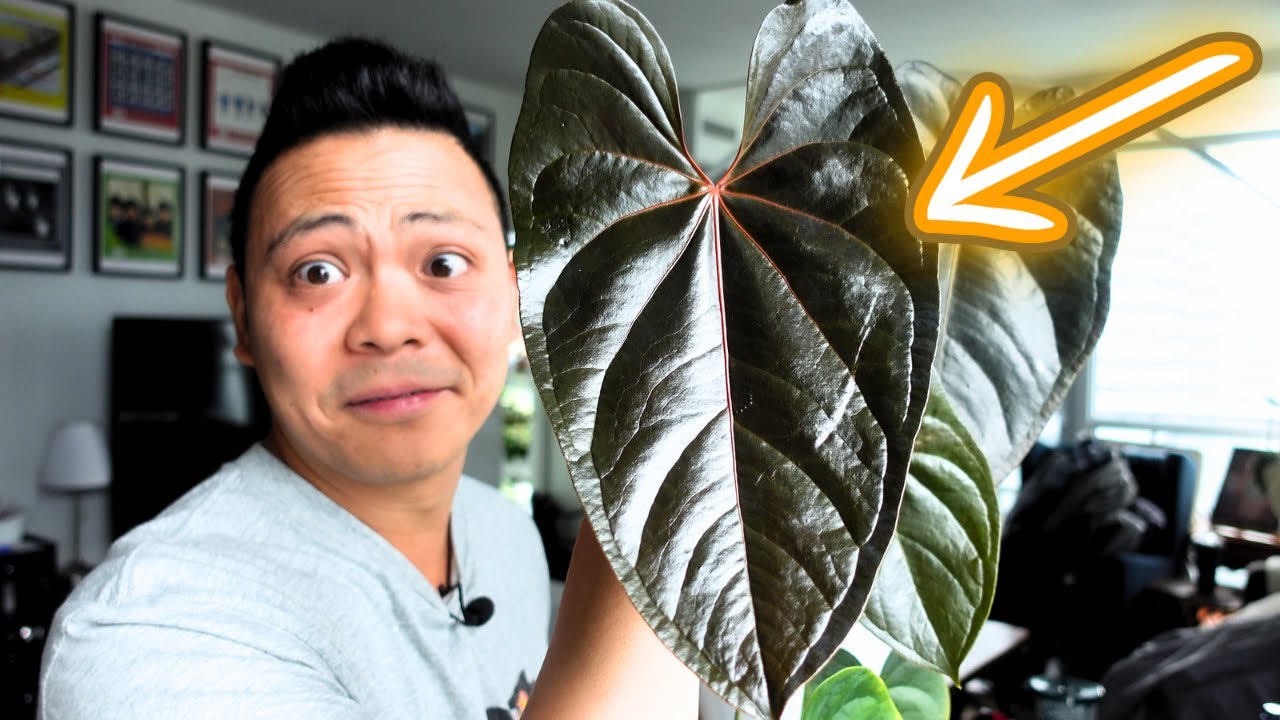 LOVE this dark foliage  Anthurium Plant Chores | Moodeanum, Ace of  Spades, & MORE cool hybrids