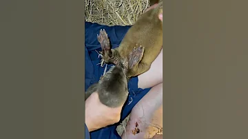 How Can I Stop The Baby Smooth-Coated Otters Sucking Their Genitals?