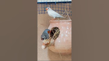 finch finding a nest finch breeding