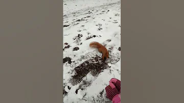 Чем кормить белок в лесу?