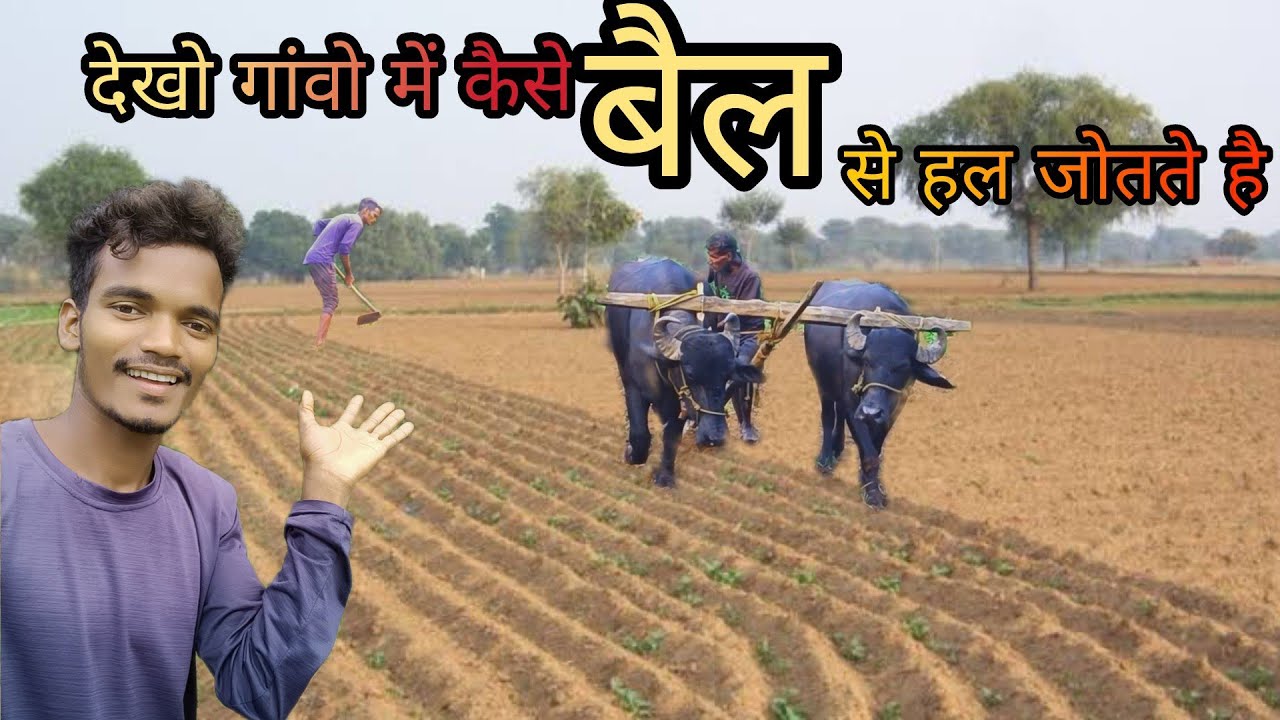 Bail Be Kheti || Bail Se Khet Ki Jutai || kheti karna aasan nahi 😥😥😥 ...