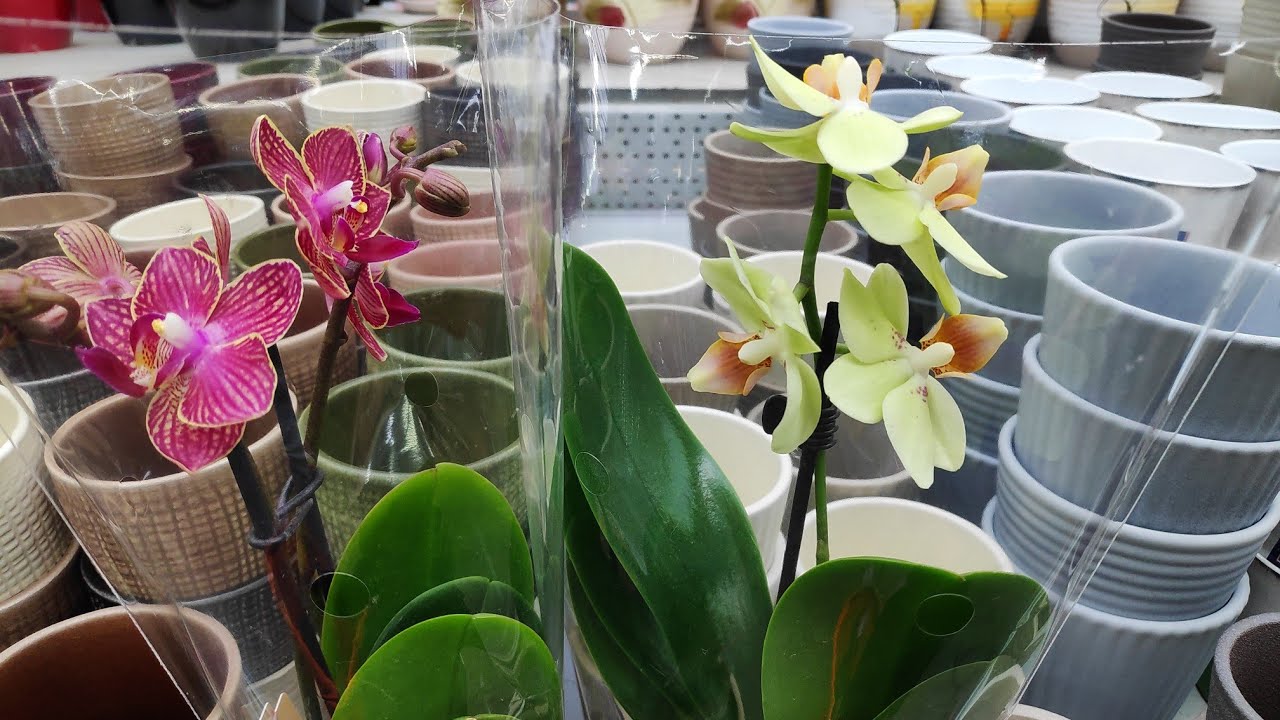 Орхидеи уценка. Фаленопсис в Оби. Оби орхидеи. Фаленопсис из Оби.