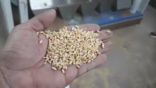 Sigma color sorter. wheat sorting