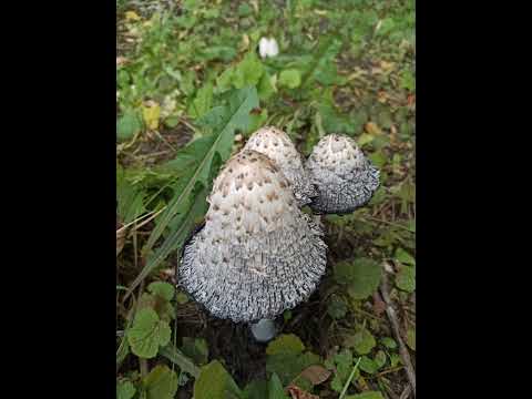 а вы знаете как называются такие грибы?