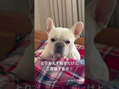 とりあえず起きたけど二度寝する犬！ #shorts