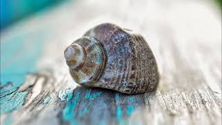 Tiny Shell 🐚- Blue Deer, Nyles Lannon