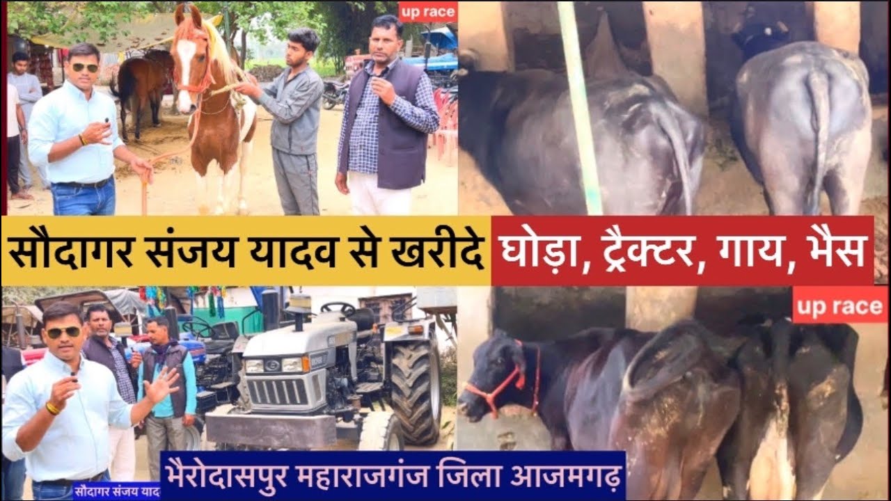 सौदागर संजय यादव से खरीदे घोड़ा ट्रेक्टर गाय भैस सारी सुबिधा उपल्ध है भैरोदासपुर आज़मगढ़ #horserace 