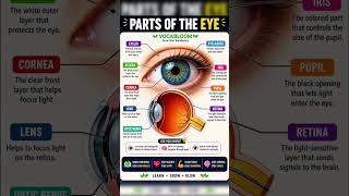 Parts of the Eye Explained 👁️ | Human Eye Vocabulary | Learn Body Parts | Vocabloom