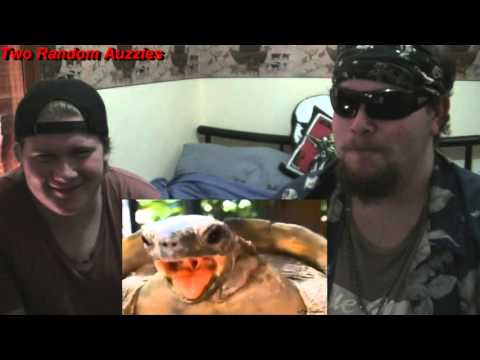 Turtle Remix Compilation (TwinkieMan) REACTION by Two Random Auzzies.