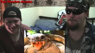 Turtle Remix Compilation (TwinkieMan) REACTION by Two Random Auzzies.