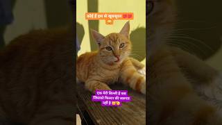 cute cat.. #youtubeshorts #nature #viral #love #cute #percat #catlovers #animalshorts  #petlover