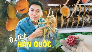 Du lịch ẩm thực Hàn Quốc #:1 Về quê đào và ăn nhân sâm