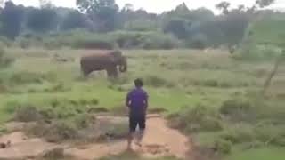 Elefante mata hombre que intentaba hipnotizarlo