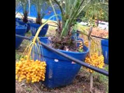 Jual Pohon Kurma KL 1 yang sudah berbuah 085361358695 YouTube Jual Pohon Kurma KL 1 yang sudah berbuah 085361358695 YouTube