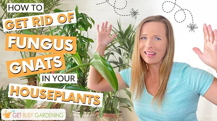 5 Tips to Get Rid of Fungus Gnats in Your Houseplants Soil