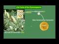 Gymnosperm (Pine) Life Cycle