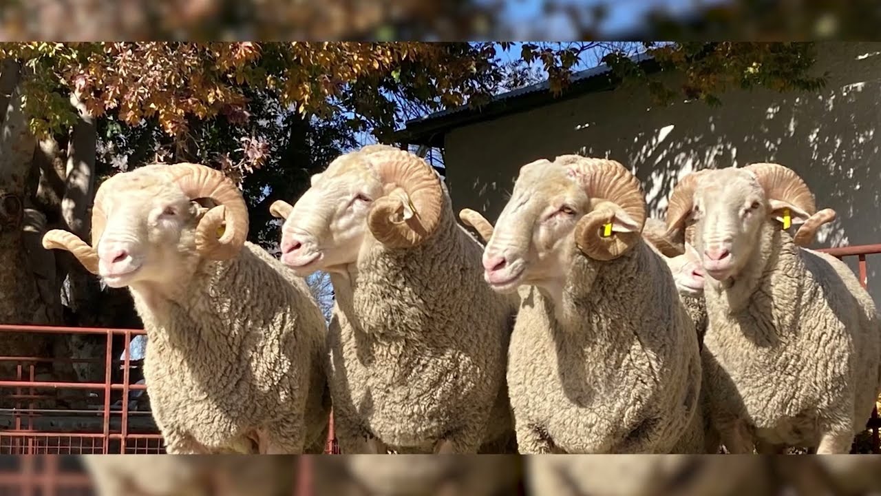 Gariep Superior Genetics | Henscha Stud