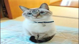 Oblitus Casa Demo - Full Game and Extras