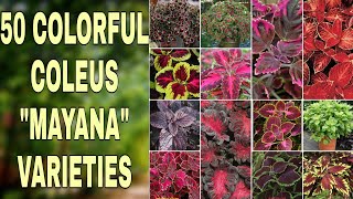 50 COLORFUL COLEUS "MAYANA" VARIETIES