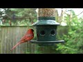 Woodpeckers, Cardinals, Red Winged Black Birds - July 15, 2021