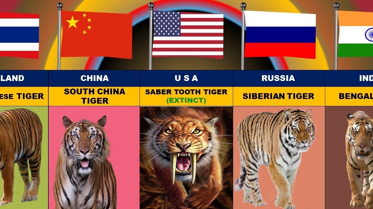 Тигр какое государство. Флаг страны тигров. Caspian Tiger. Подруги и Грузия тигры.