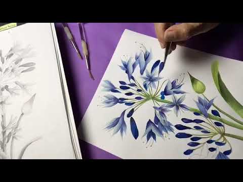 Video: Agapanthus - Cvet Ljubezni