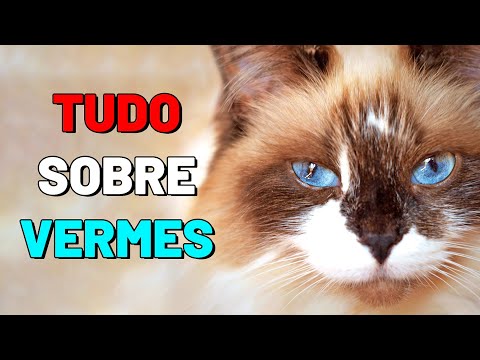 Vídeo: Capilaríase Em Gatos - Minhocas De Gato - Sintomas E Tratamento De Vermes