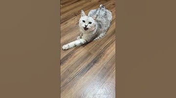 Funny Cat Playtime 🐱🎉 Reverse Video #reverse #reversed #reversevideo #catreaction #marblerun