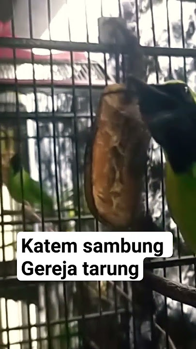 Cucak ijo bongkar Katem Sambung gereja tarung 🔥🔥 #cucakijo #cakijo  #ijo #kapastembak #gerejatarung