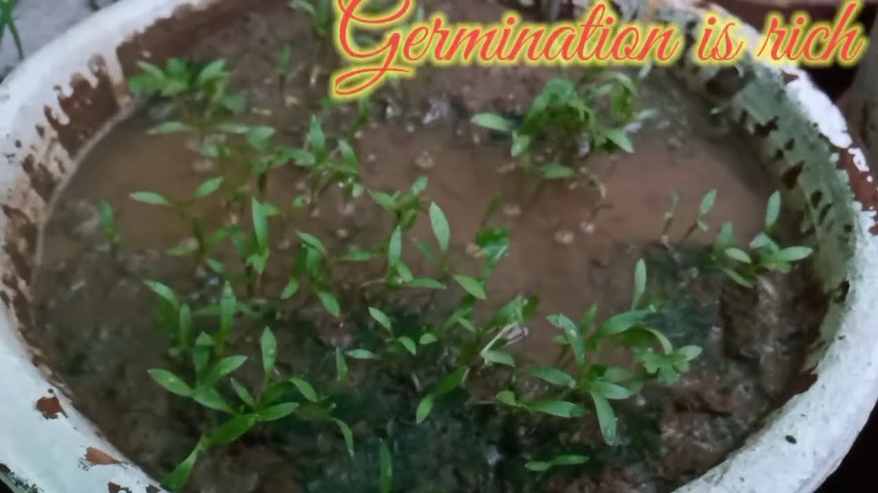 Coriander Germination is Rich l let's see in this video YouTube