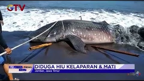 Terseret Ombak, Hiu Tutul Terdampar dan Mati di Pantai Nyamplong Jember #BuletiniNewsPagi 15/07