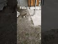 Félix y sparky haciendo travesuras#mascotasdivertidas #videosdivertidos #videogracioso#videosderisas
